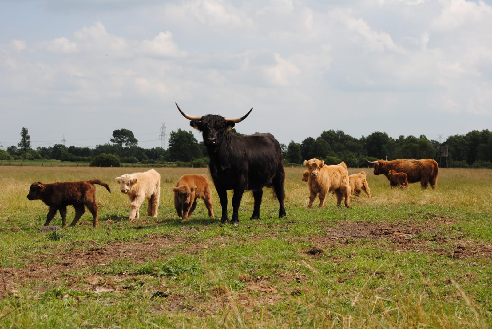 Highland Cattle Herde – im "Wildem Moor"