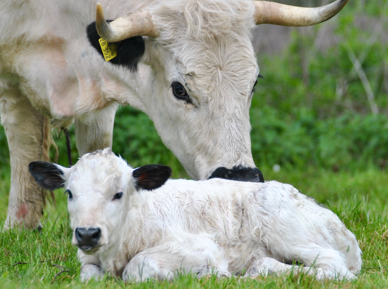White Park Cattle – Mutterkuhhaltung